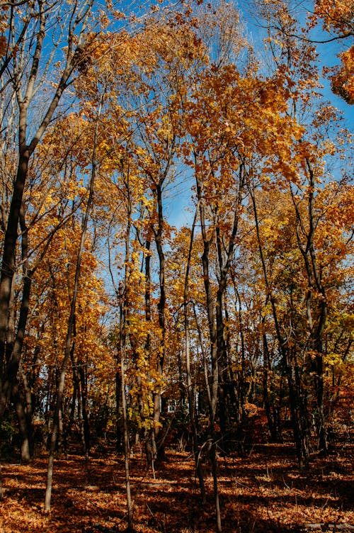 Fotos de stock gratuitas de amarillo dorado, árbol de otoño, azul y amarillo