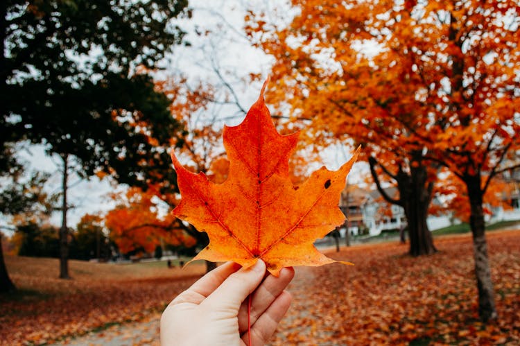 A Person Holding A Maple Leaf