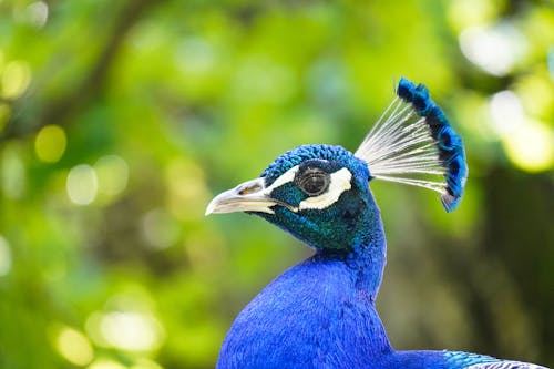 Tropical Peacock Portrait