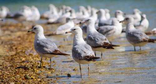 Close-Up Shot of Flock of Seagulls