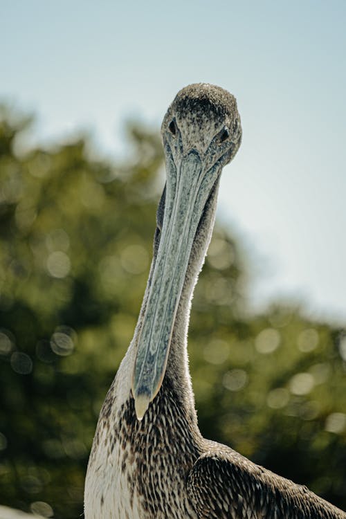 Close-Up Photo of Pelican