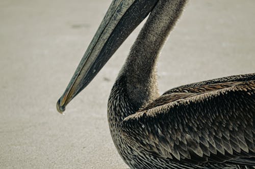 Beak of a Big Bird in Close-up Shot