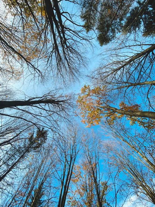 Free View of tall leafless trees reaching up to a bright blue sky, showcasing a serene forest scene. Stock Photo