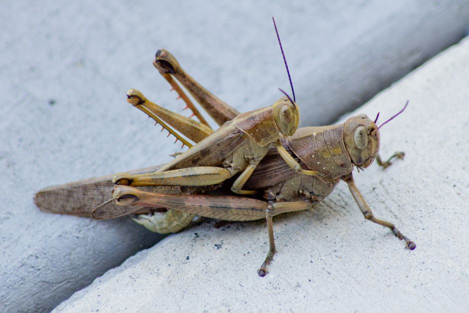 Two grasshoppers mating on a pavement surface, detailed close-up view.