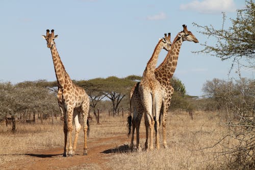 Безкоштовне стокове фото на тему «дерева, дика природа, жирафи»