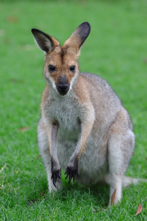 Free Detailed close-up of a wallaby standing on grass, showcasing its features. Stock Photo
