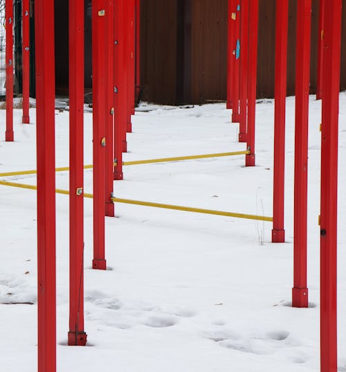 Základová fotografie zdarma na téma červené póly, počasí, sezóna