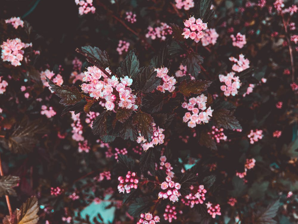 Free Photo of Flowers Stock Photo