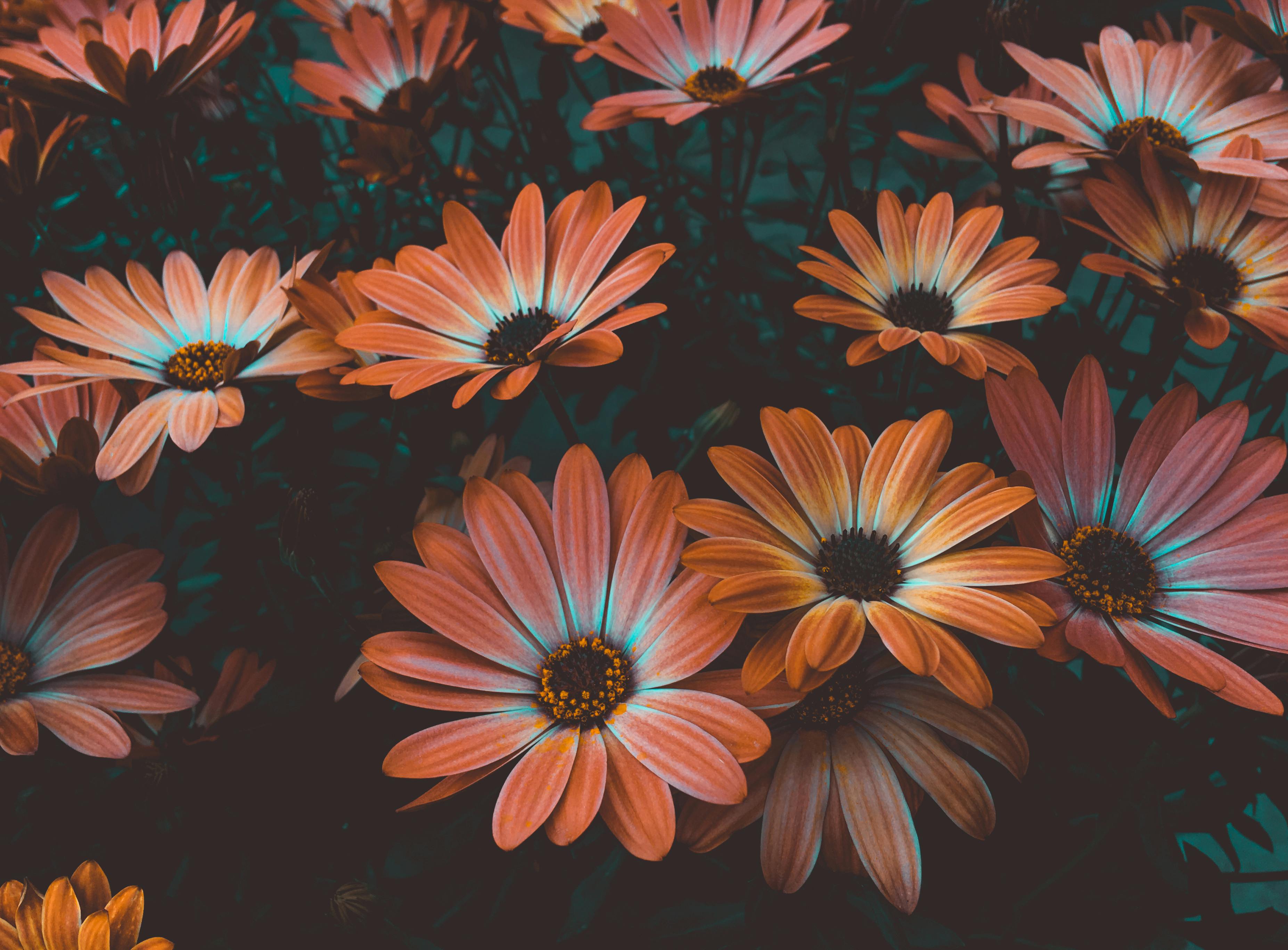 Orange Daisy Flowers in Bloom · Free Stock Photo