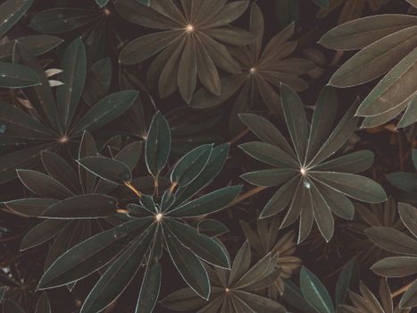 Detailed close-up of lush green lupine leaves with a natural texture.