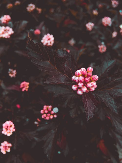 Fotografia Di Messa A Fuoco Selettiva Di Fiori Rosa