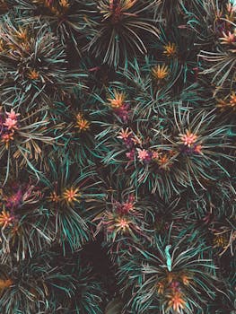 特写镜头中，色彩缤纷的松果与常绿树叶构成了郁郁葱葱的自然背景