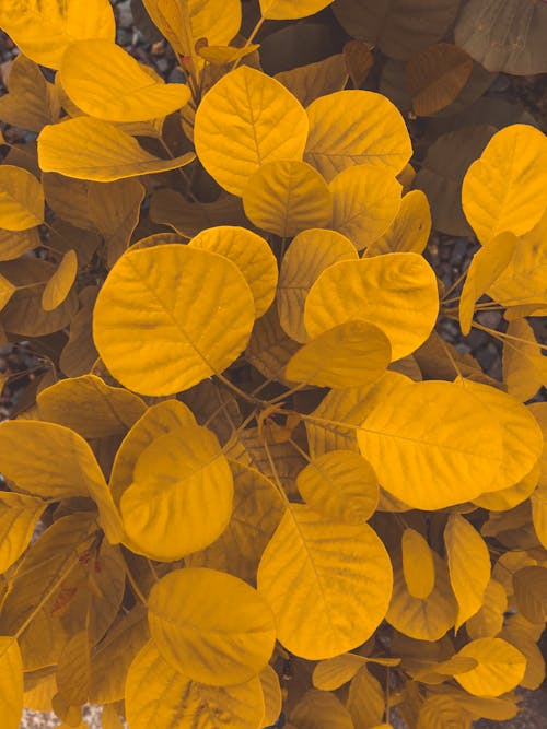 From above of colorful yellow round shaped leaves with lines on uneven surface in daylight