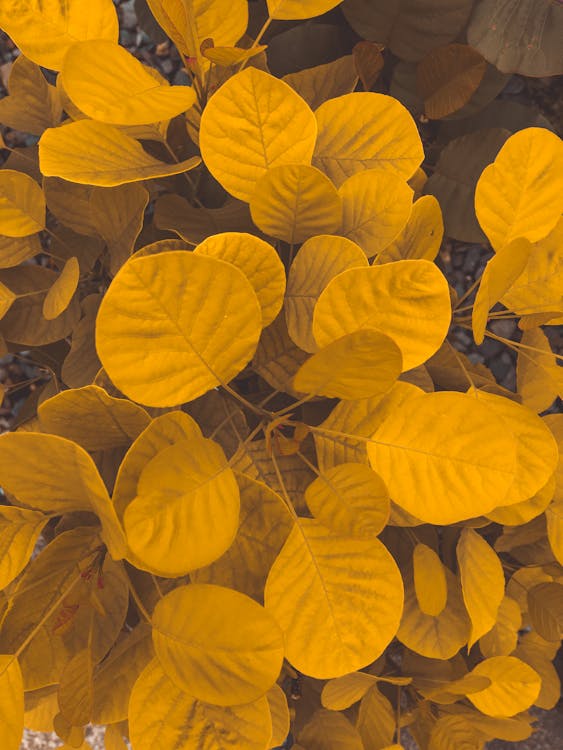 Free From above of colorful yellow round shaped leaves with lines on uneven surface in daylight Stock Photo