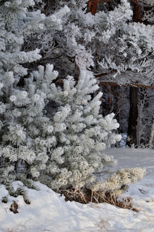 Snow on Trees in Forest