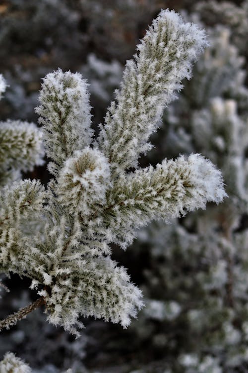 Close up of Frozen Plant