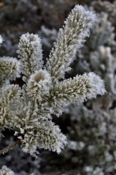 Detailed macro shot of hoarfrost on a plant branch, capturing the winter chill.