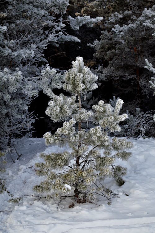 Evergreen Trees in Winter