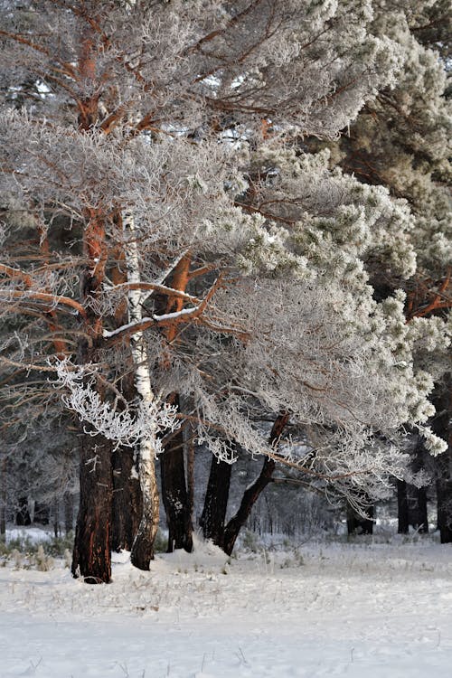 A Forest during Winter