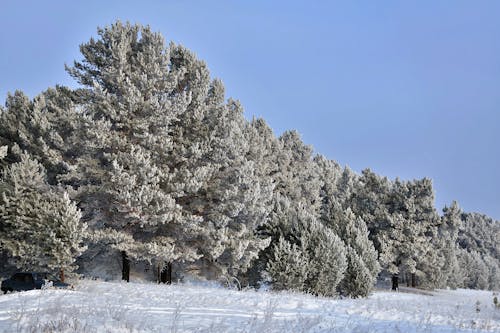 Foto profissional grátis de árvores, árvores cobertas de neve, céu azul claro