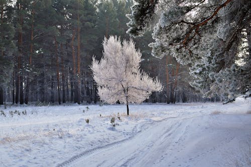 Evergreen Forest in Winter