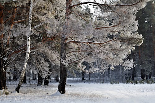 免费 冬季, 冷, 原本 的 免费素材图片 素材图片