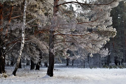 Free A tranquil winter scene featuring snow-laden trees in a serene forest setting. Stock Photo