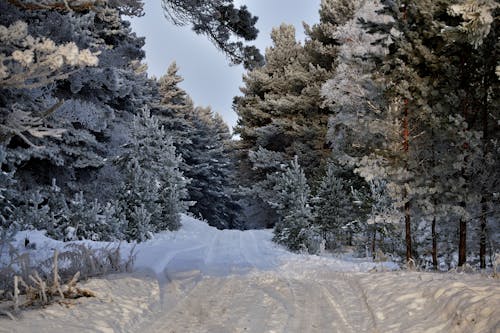 Snow Covered Road in Between Trees