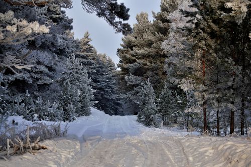 Free A tranquil winter landscape featuring a snow-covered forest pathway lined with frosty trees. Stock Photo