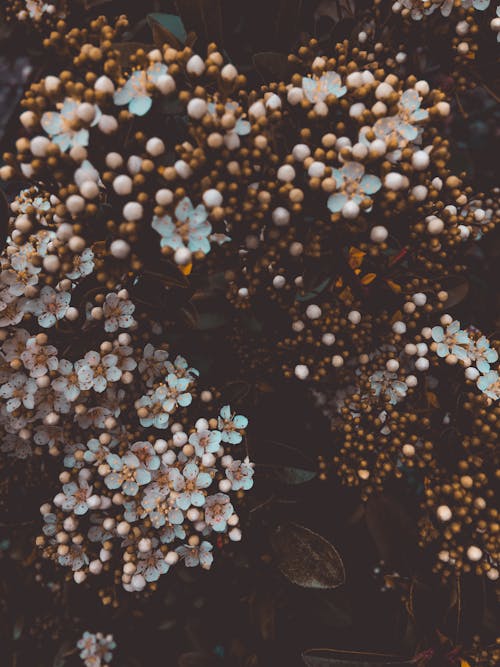 꽃 꽃에 흰 수국의 근접 사진