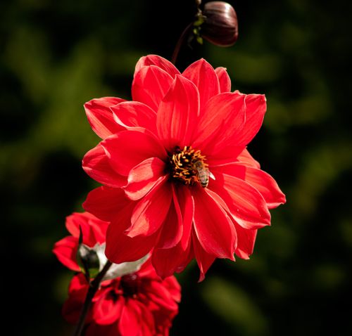 Free Vivid close-up of a red dahlia flower with a bee collecting pollen outdoors. Stock Photo