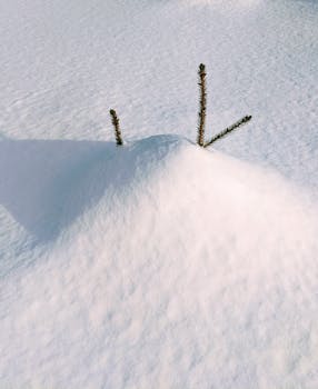 Two evergreen branches protrude from a snow-covered mound in a serene winter landscape.