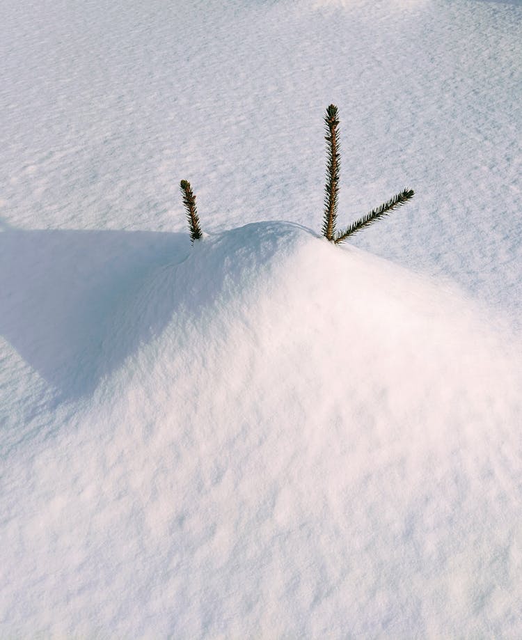 Needle In Snow