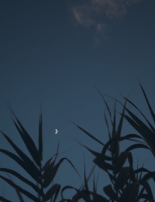 A Crescent Moon on Night Sky