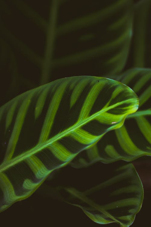 Fotobanka s bezplatnými fotkami na tému calathea, flóra, jasný