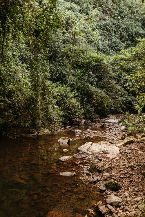 Free A tranquil creek flows through a lush forest, displaying the natural beauty of nature's landscape. Stock Photo