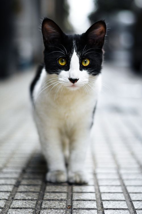 Free A black and white cat with golden eyes stands on a Buenos Aires street, captured in sharp detail. Stock Photo