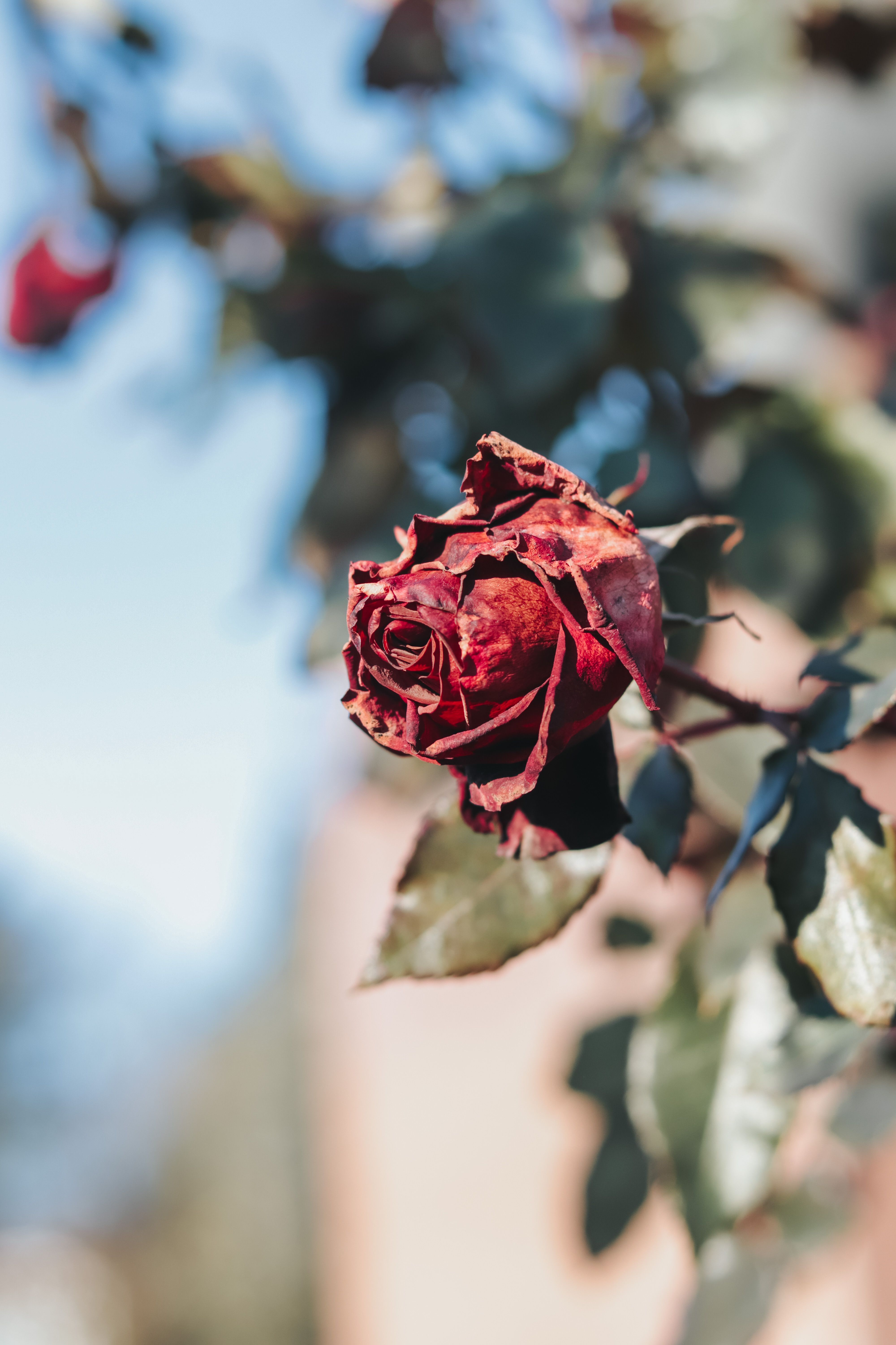 Red Rose in Close Up Shot · Free Stock Photo