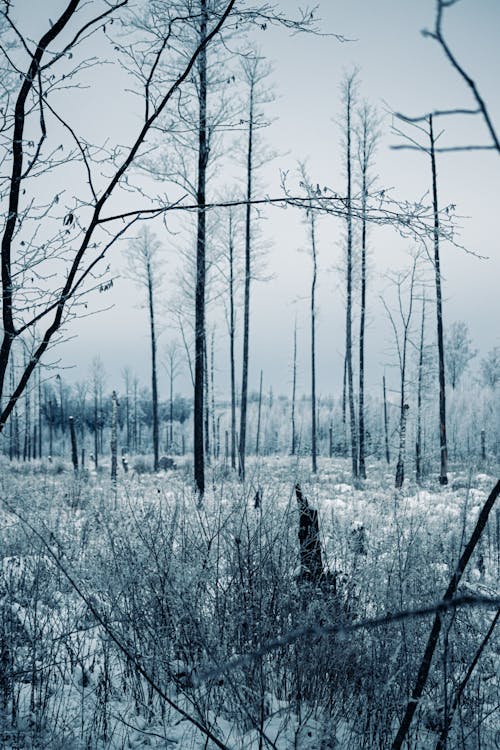 Безкоштовне стокове фото на тему «вертикальні постріл, дерева, заморожений»