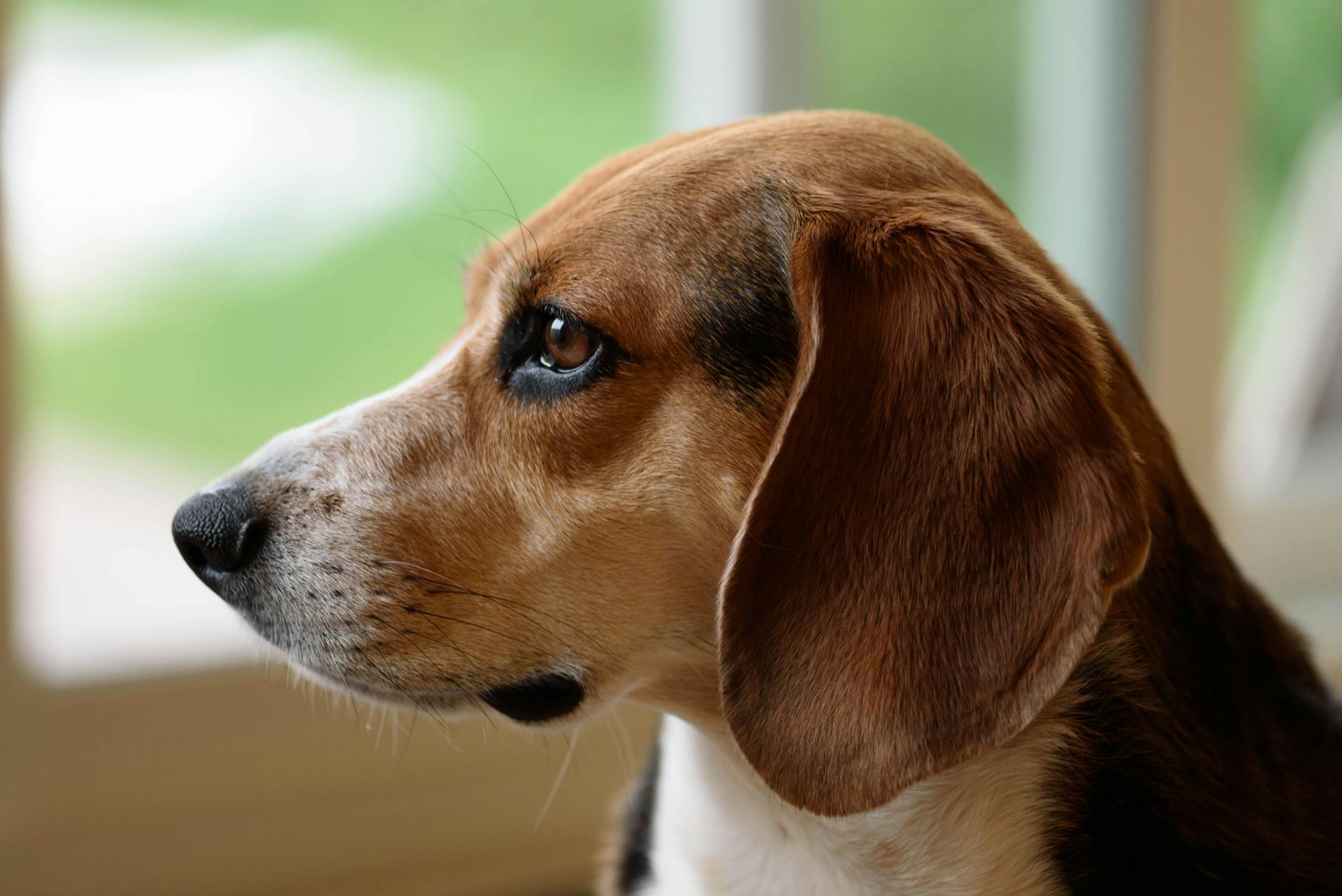 Brown White Short Coated Dog