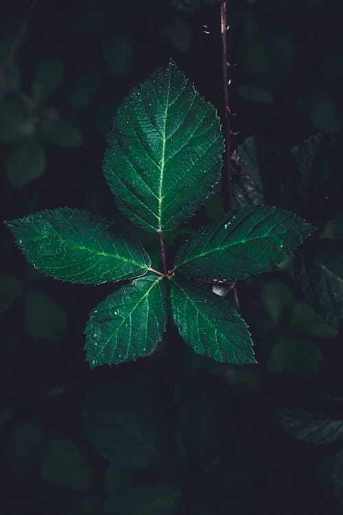 Blackberry Leaves in Close Up Photography
