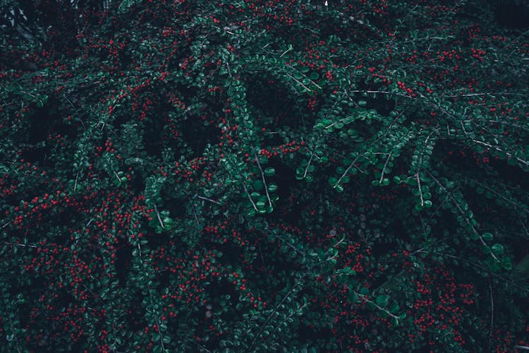 A Cotoneaster Bush With Red Berries