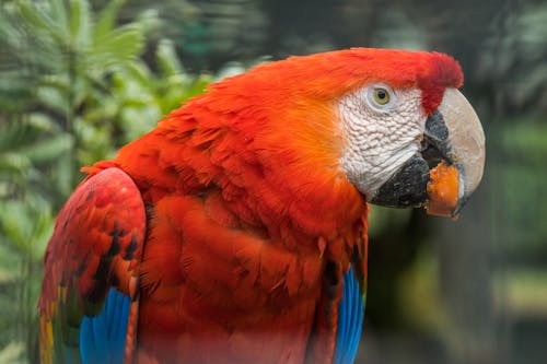 Close-up of Parrot with Food in Beak