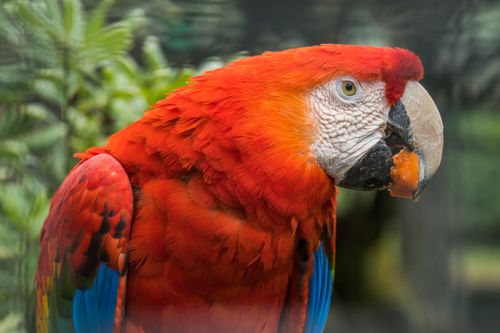 Free Close-up of a vivid scarlet macaw in Briceño, Colombia showcasing its colorful plumage. Stock Photo
