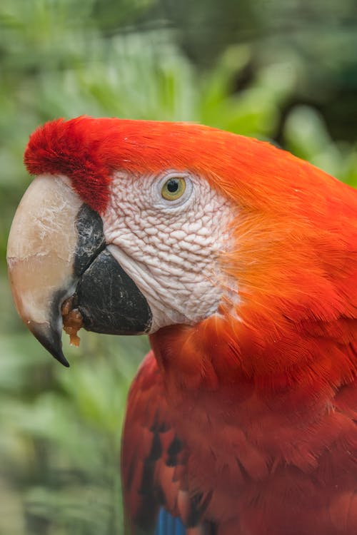 Close-Up Shot of a Scarlet Macaw 