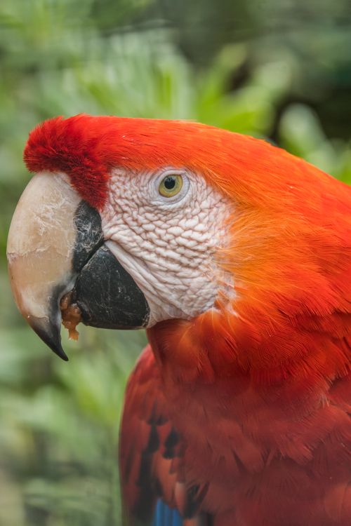 Free Detailed portrait of a Scarlet Macaw in Briceño, Colombia showcasing its vivid plumage. Stock Photo