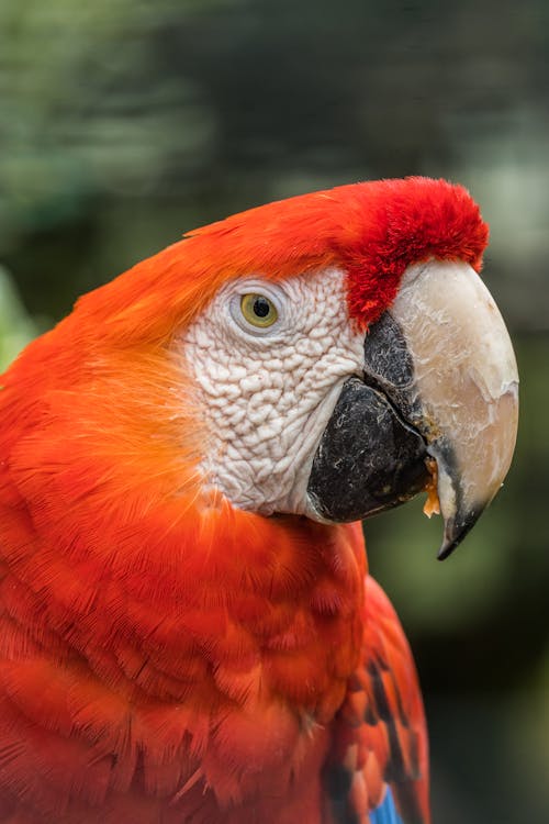 Guacamaya