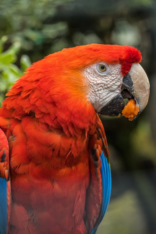 Close-Up Shot of a Scarlet Macaw 