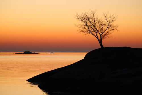 Free A tranquil view of a bare tree silhouette against a vibrant orange sunset at Stamford's coast. Stock Photo