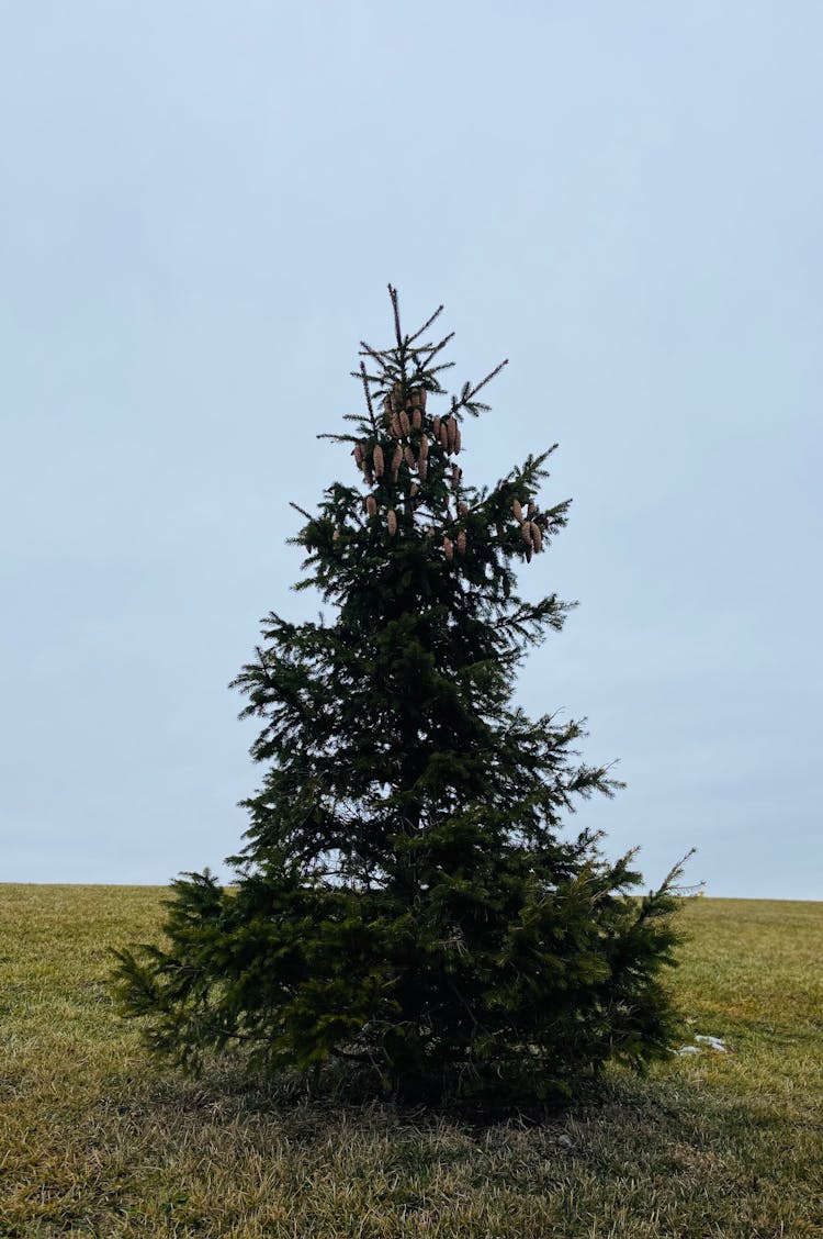 Spruce Tree On Grass Field